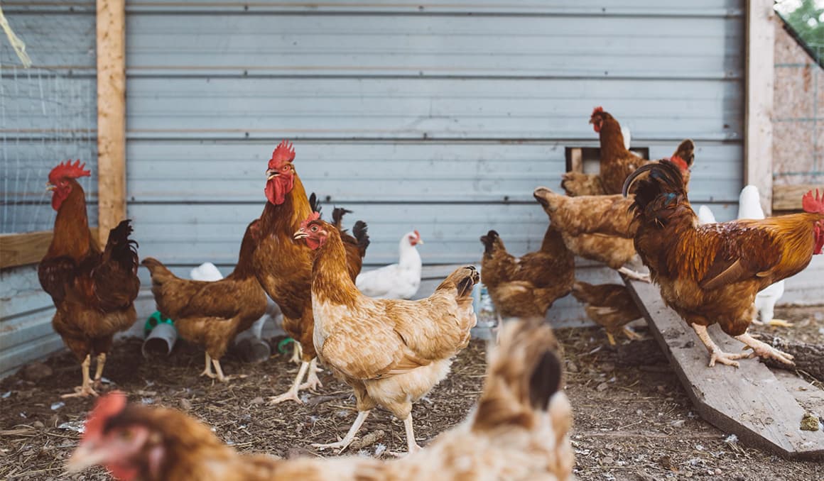 Biden admin ordered slaughter of 150 million chickens, Musk reports
